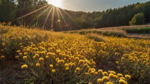 Young Living Helichrysum-Ernte in Kroatien